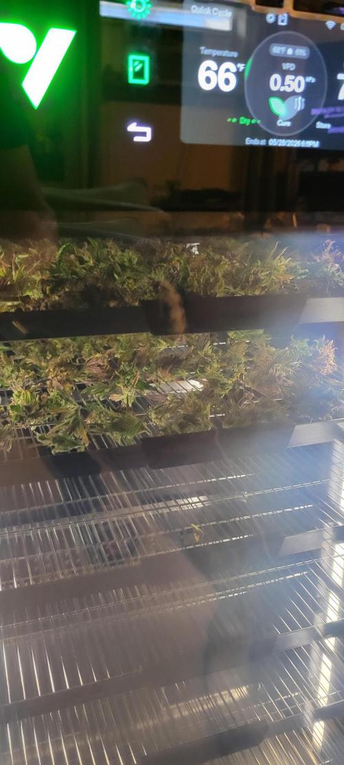 RF3 Strawberry Gorilla🍓. Week 12