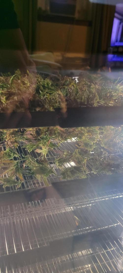 RF3 Strawberry Gorilla🍓. Week 12