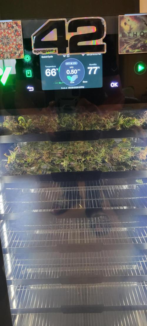 RF3 Strawberry Gorilla🍓. Week 12