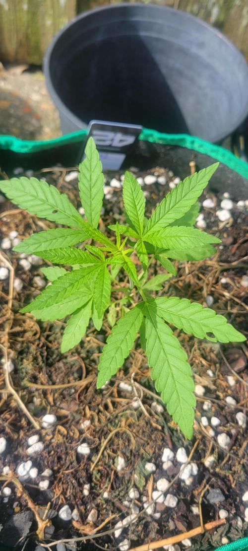 Z42 FB. Week 4