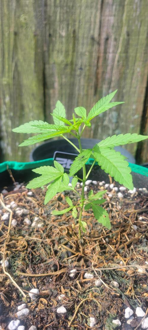 Z42 FB. Week 4