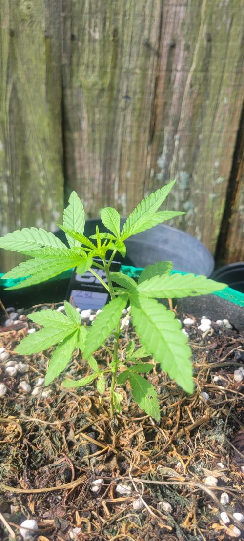 Z42 FB. Week 4