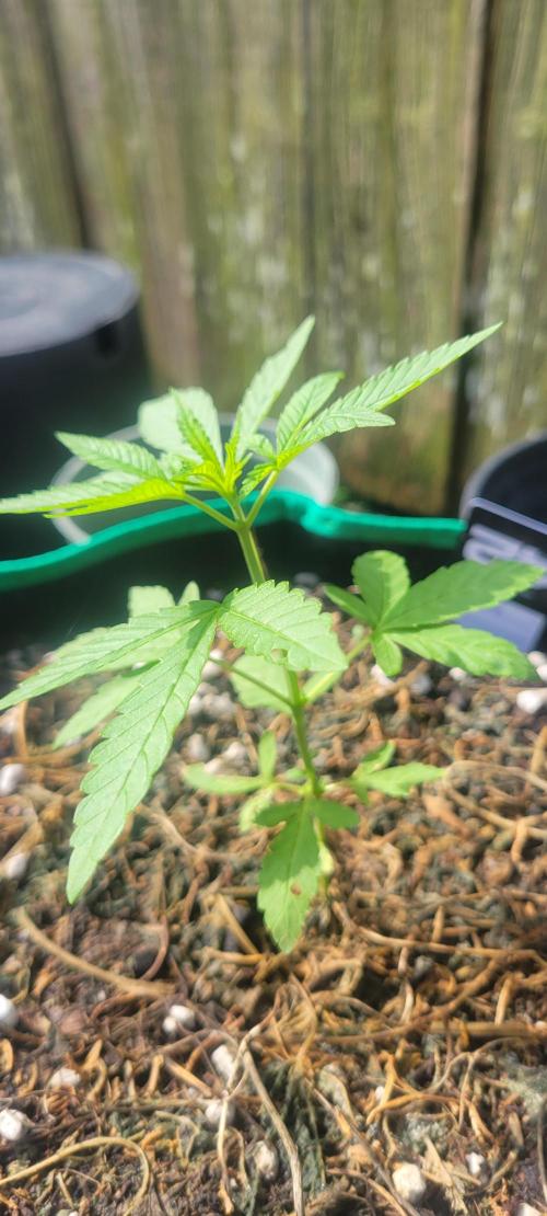 Z42 FB. Week 4