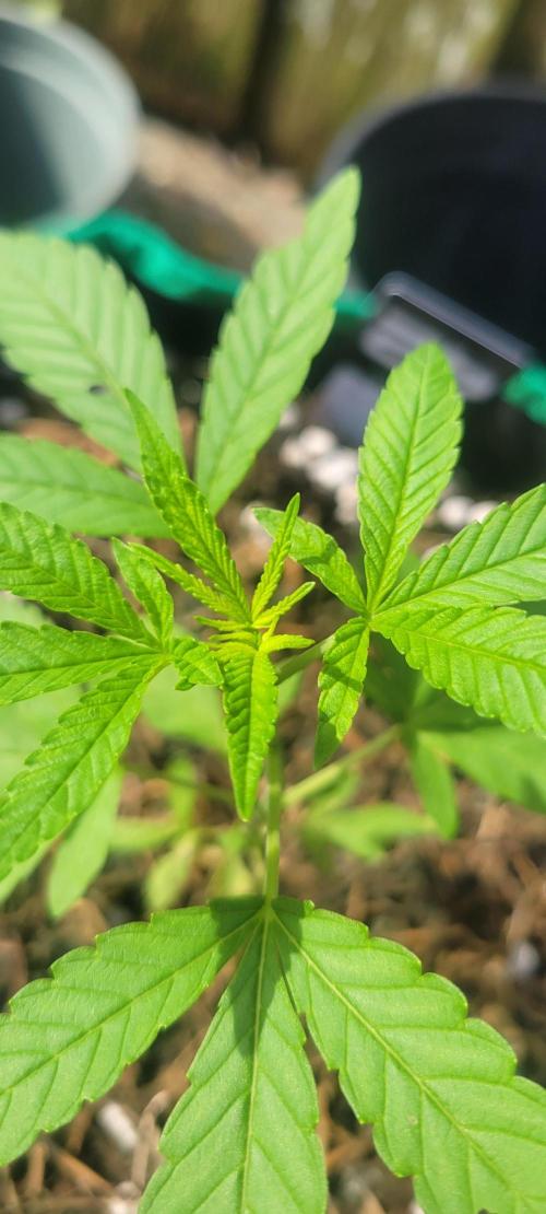 Z42 FB. Week 4