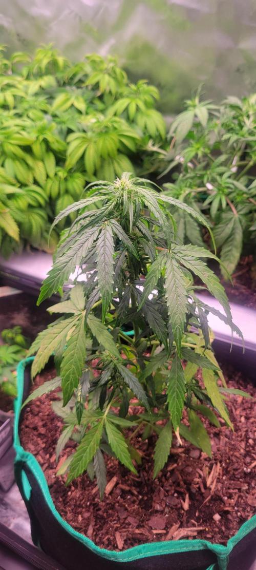 Runtz F1. Week 4
