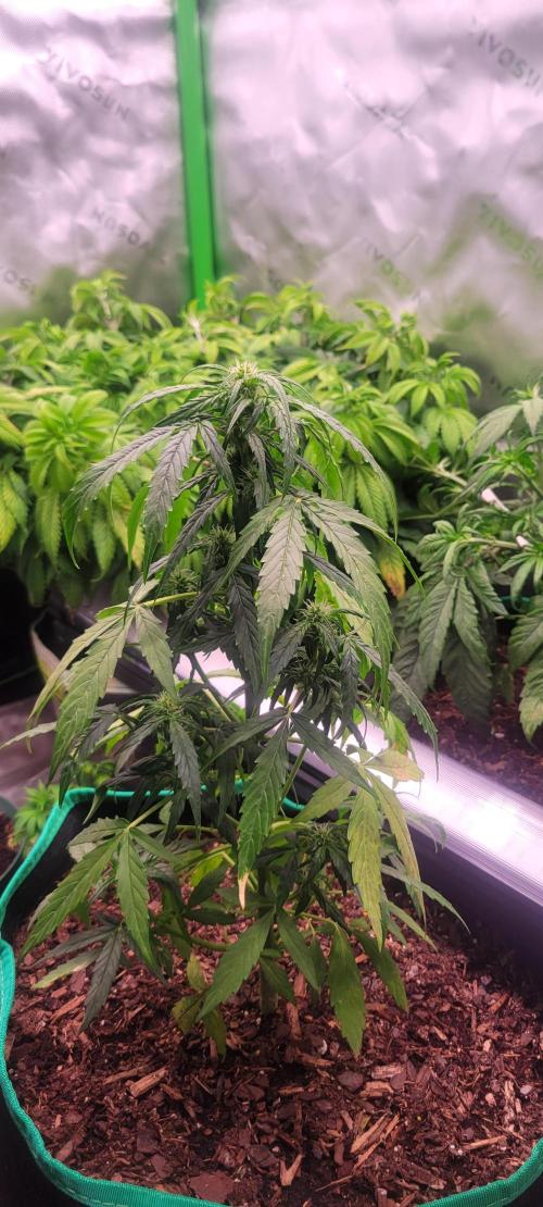Runtz F1. Week 4