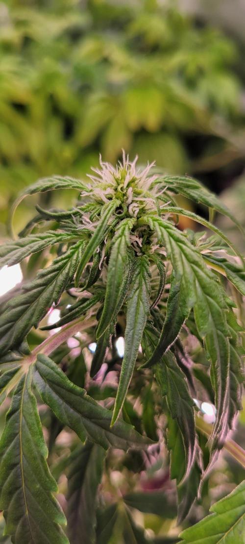 Runtz F1. Week 4
