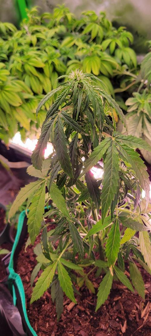 Runtz F1. Week 4
