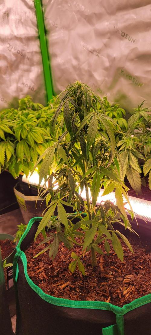 Runtz F1. Week 4