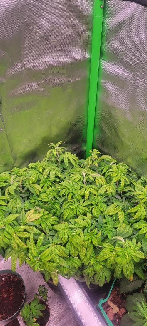 Chem Funk. Week 10