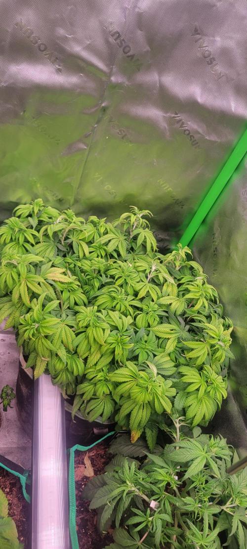 Chem Funk. Week 10