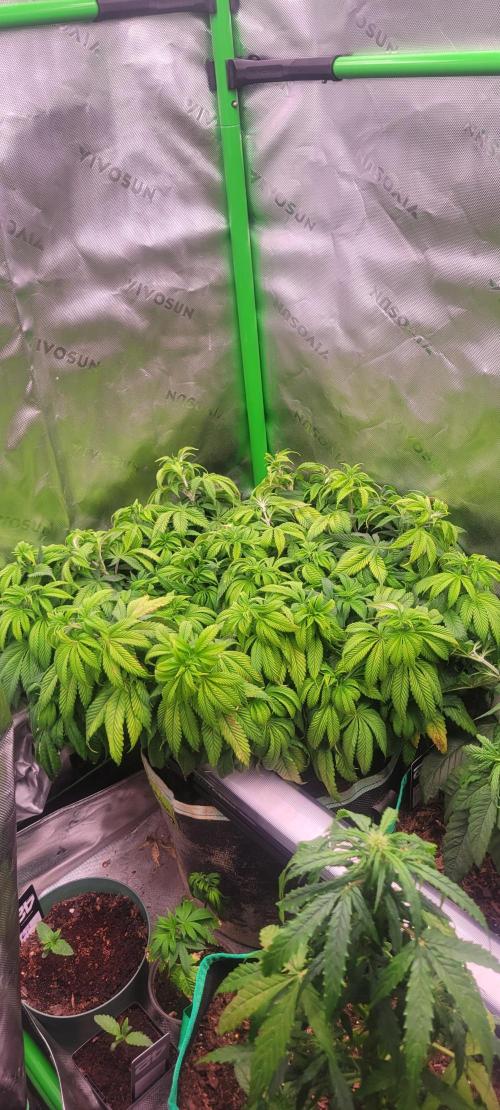 Chem Funk. Week 10