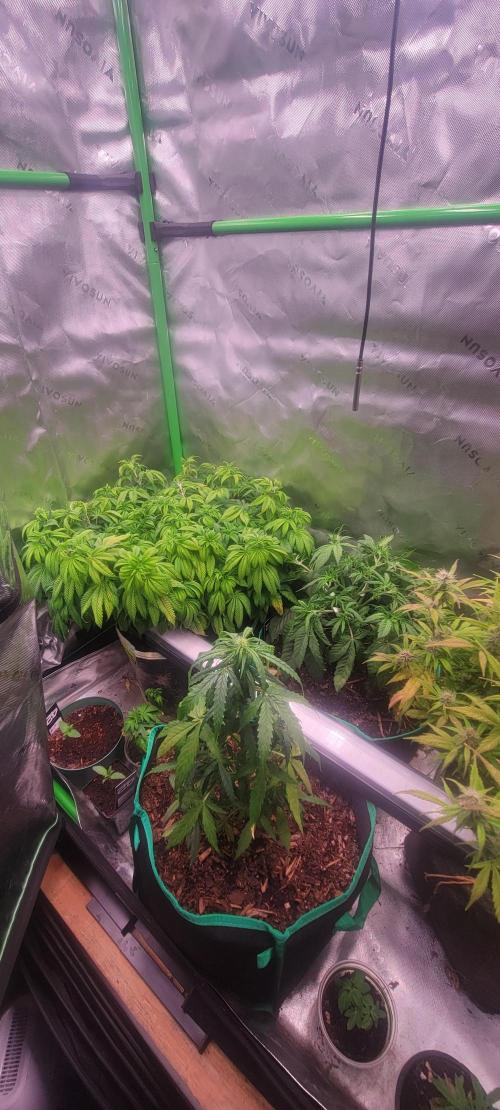 Chem Funk. Week 10