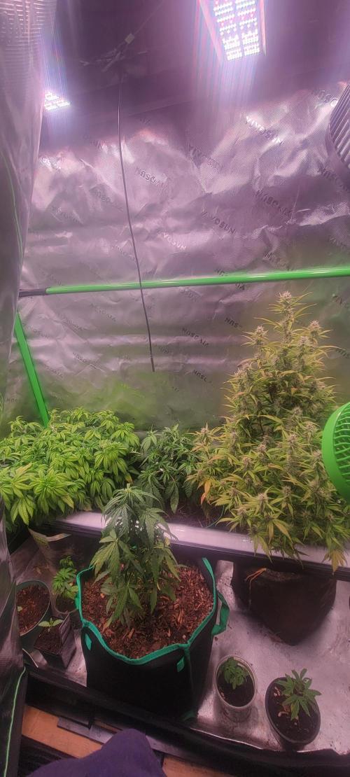 Purple Lemonade FF. Week 4