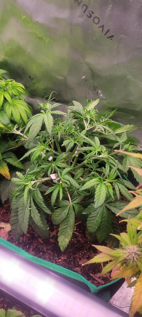 Purple Lemonade FF. Week 4