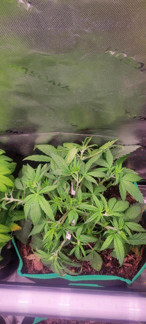 Purple Lemonade FF. Week 4