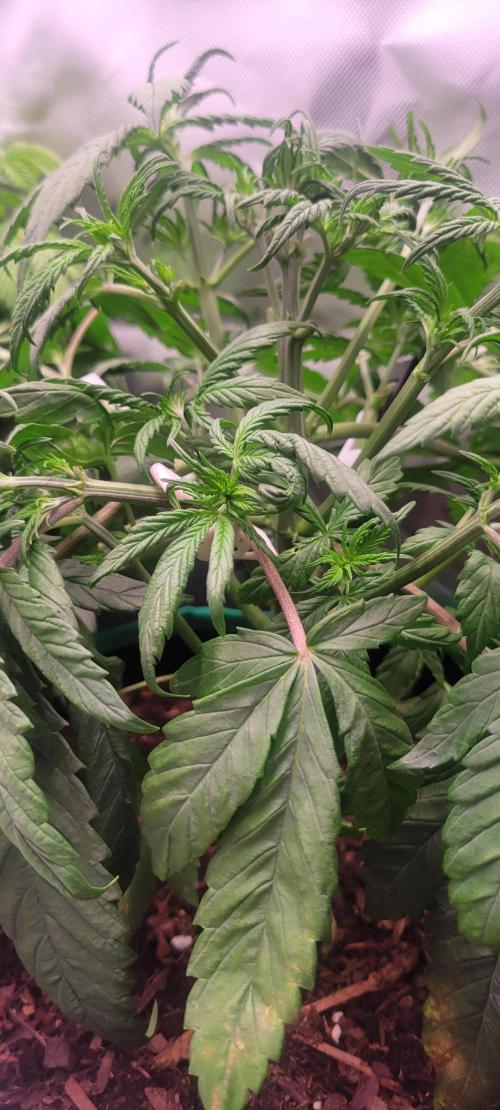 Purple Lemonade FF. Week 4
