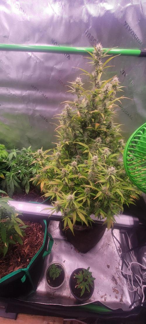 Purple Lemonade FF. Week 4
