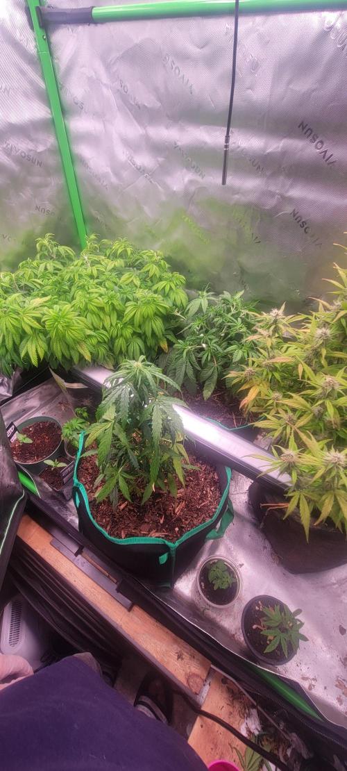 Purple Lemonade FF. Week 4
