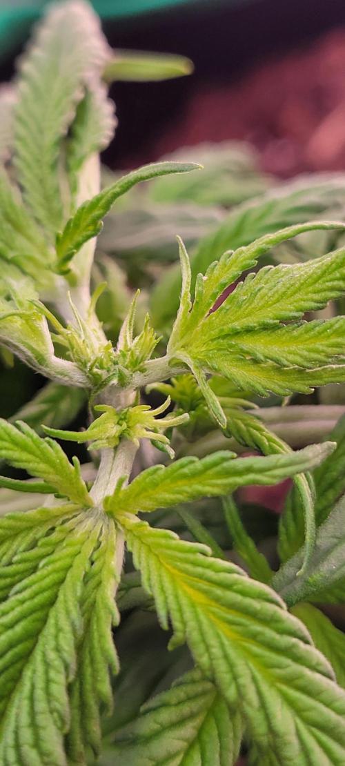 Purple Lemonade FF. Week 4