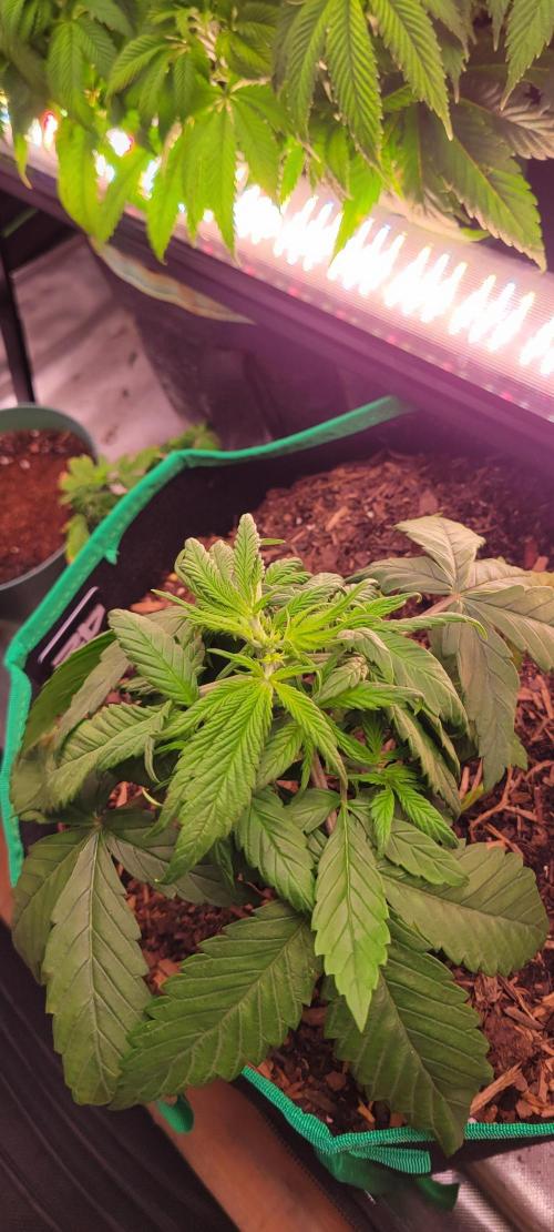 Purple Lemonade FF. Week 4