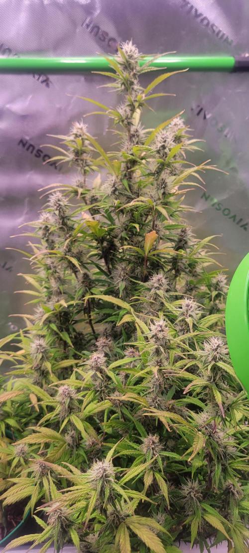 Gorilla Cookies. Week 10
