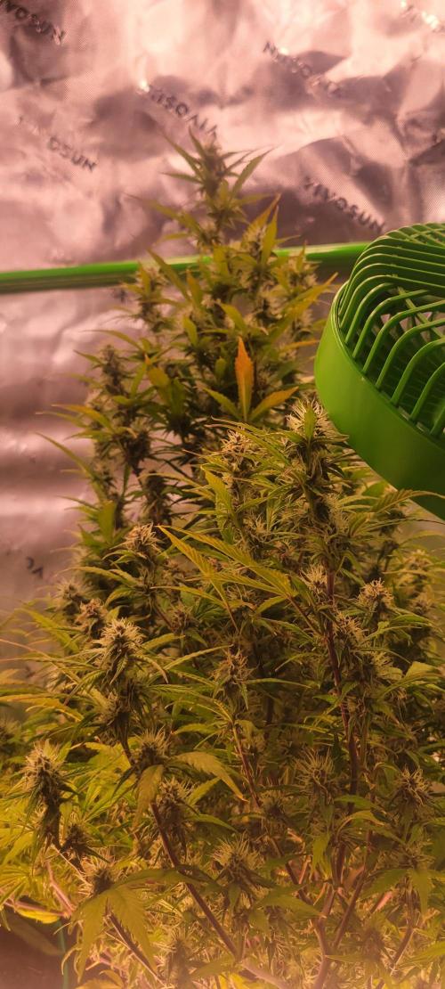 Gorilla Cookies. Week 10