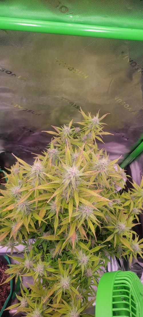 Gorilla Cookies. Week 10