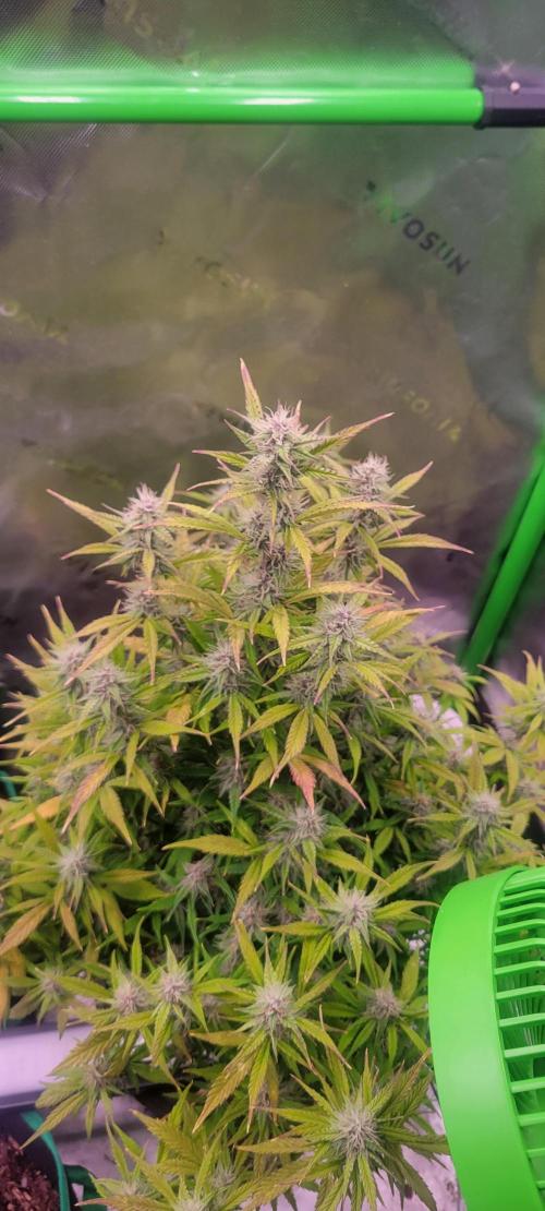 Gorilla Cookies. Week 10