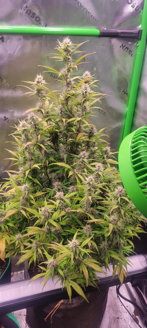 Gorilla Cookies. Week 10