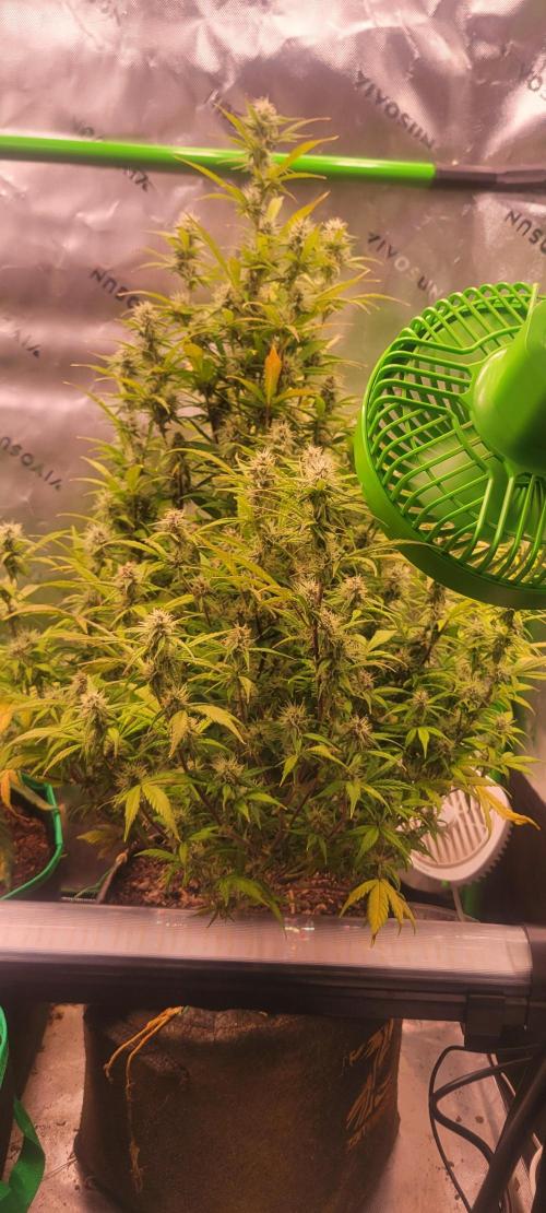 Gorilla Cookies. Week 10