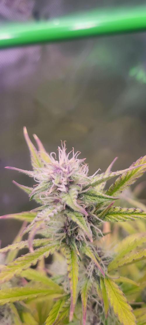 Gorilla Cookies. Week 10