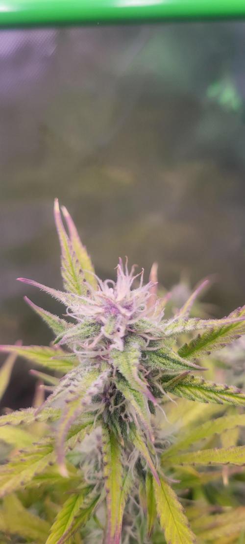 Gorilla Cookies. Week 10