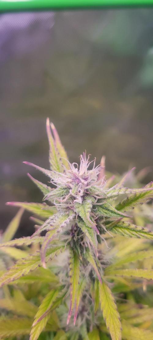 Gorilla Cookies. Week 10