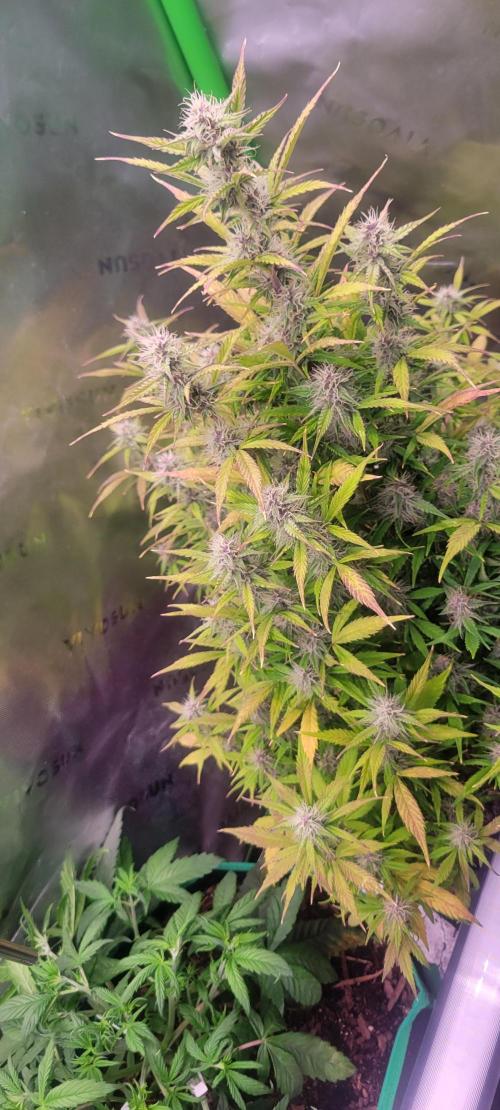 Gorilla Cookies. Week 10