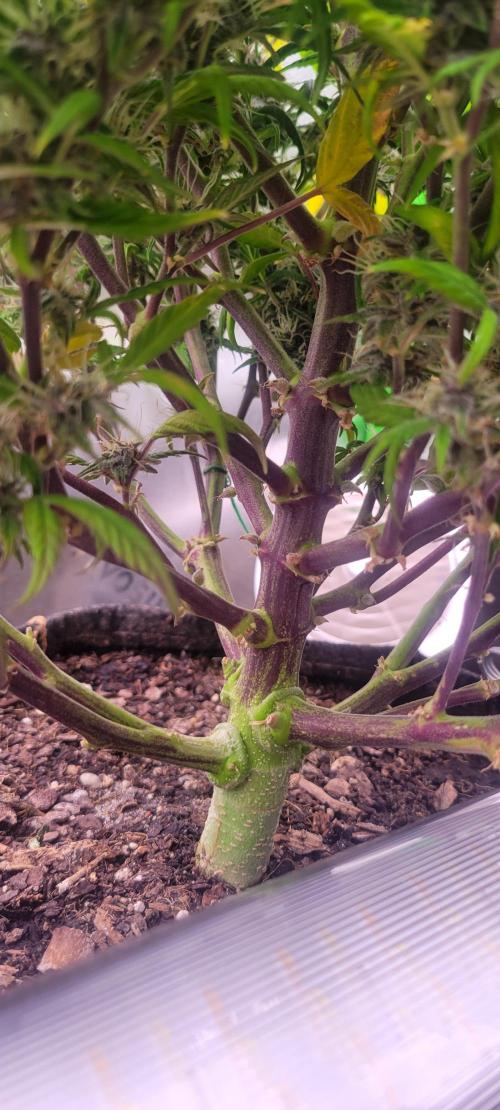 Gorilla Cookies. Week 10