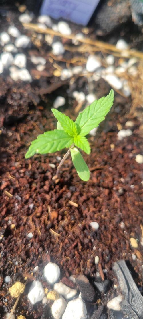 Lemon Cherry Sundae. Week 1