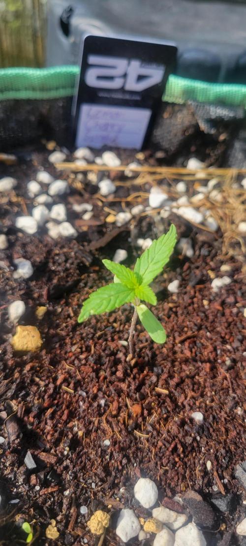 Lemon Cherry Sundae. Week 1