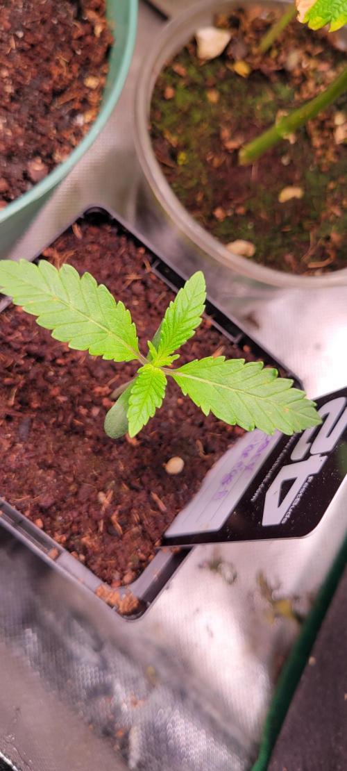 Gary Sherbet. Week 1