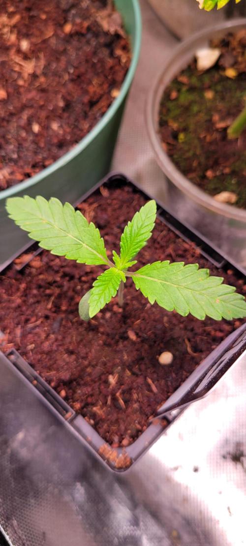 Gary Sherbet. Week 1
