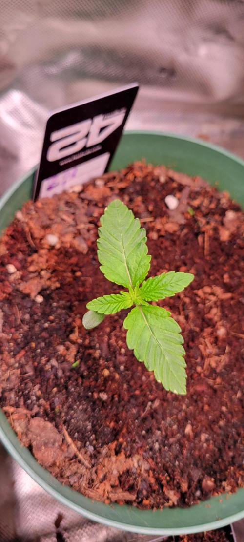 Z42 #2. Week 1
