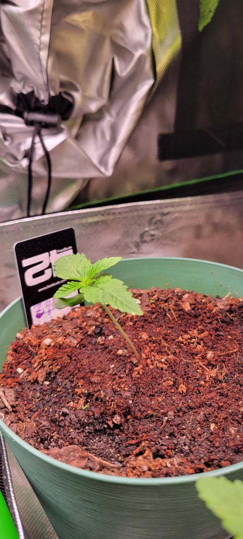 Z42 #2. Week 1