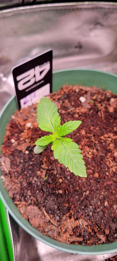 Z42 #2. Week 1