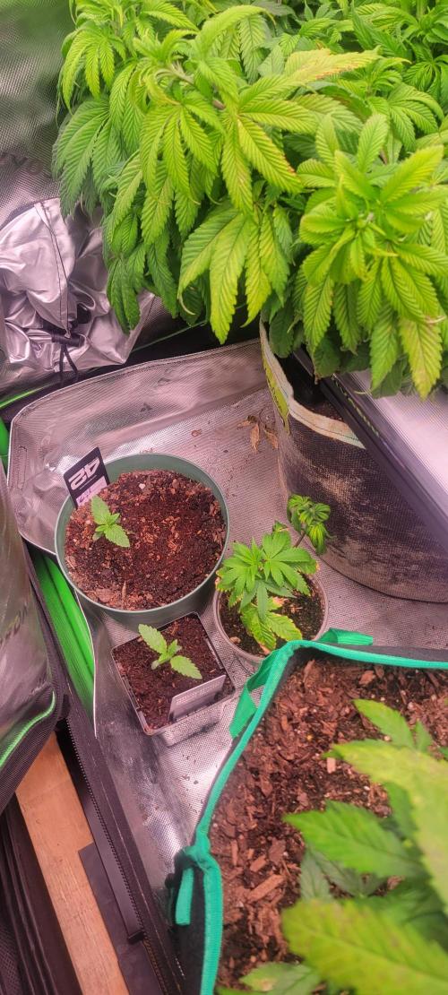 Z42 #2. Week 1