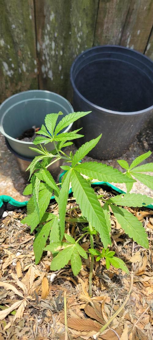 Z42 FB. Week 5