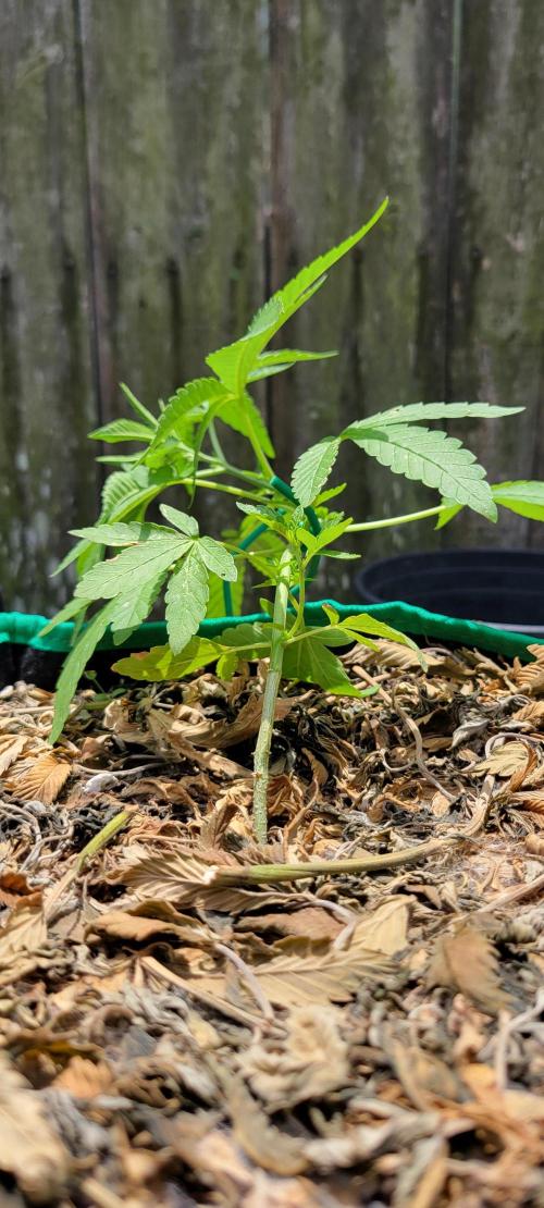 Z42 FB. Week 5