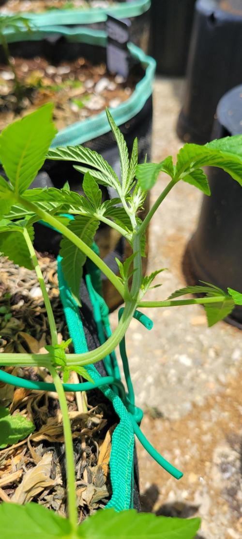 Z42 FB. Week 5