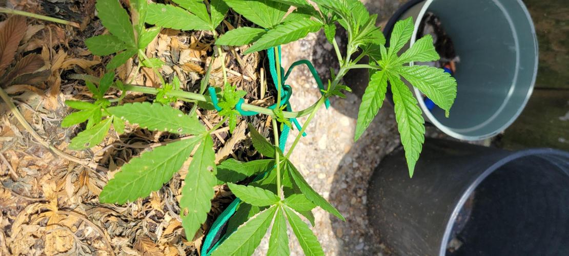 Z42 FB. Week 5