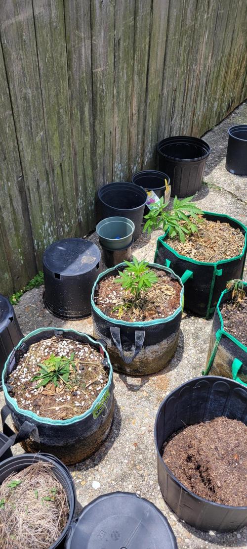 Lemon Cherry Sundae. Week 2