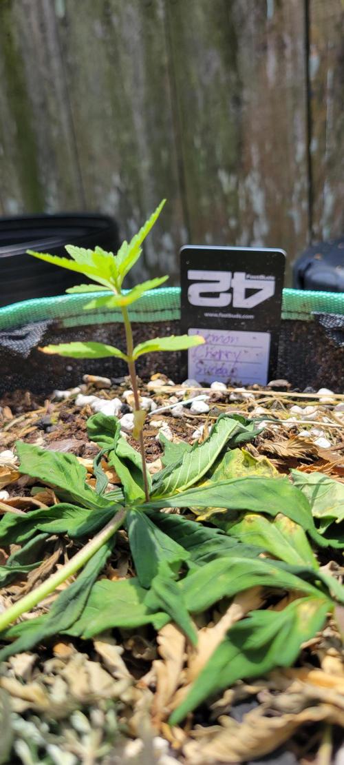 Lemon Cherry Sundae. Week 2
